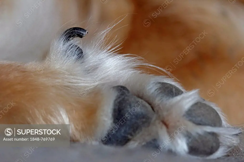 Dog's paw with a dog's thumb or dewclaw, hind leg, additional toe, vestigial digit, polydactyly, Icelandic dog, bitch, detail