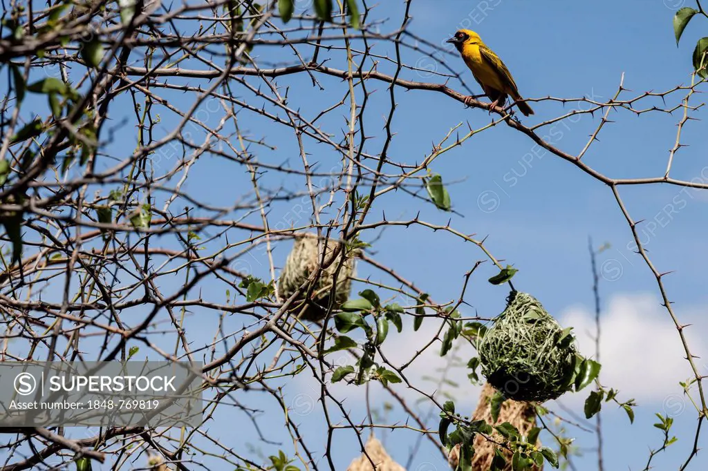 Weaver Bird, Masked Weaver bird (Ploceus velatus), perched on a branch with nests