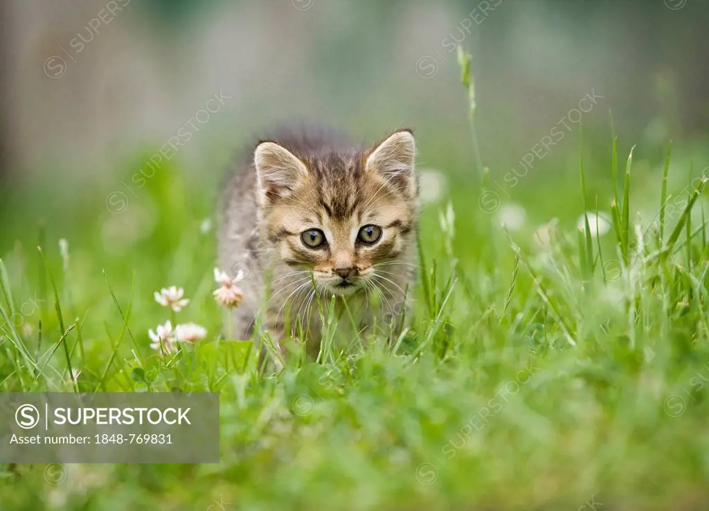 Brown-tabby kitten on a meadow