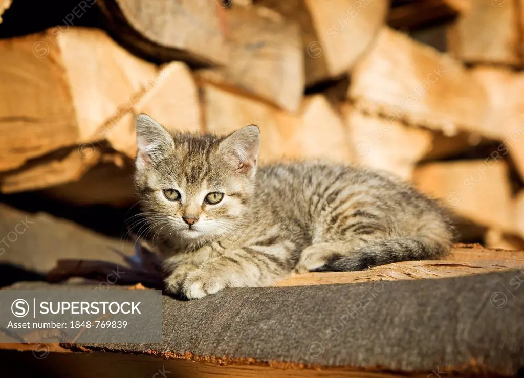Brown-tabby kitten, farm cat, lying on a pile of wood, basking in the sun
