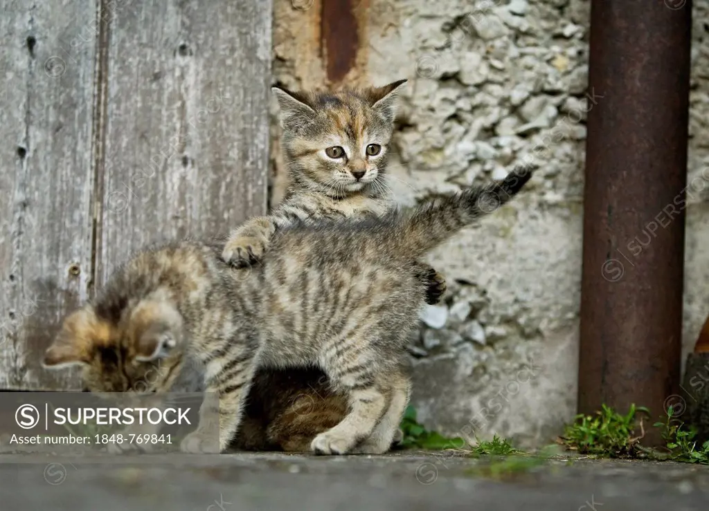 Two brown-tabby kittens, farm cats, playing in front of a barn door