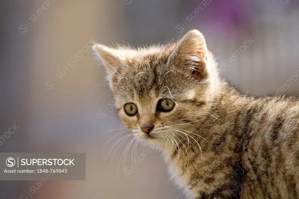 Brown-tabby kitten, portrait