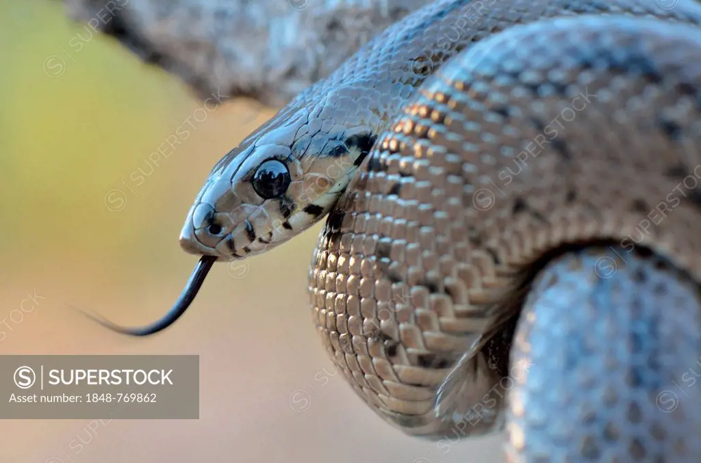 Ladder Snake (Rhinechis scalaris), darting its tongue, occurrence on the Iberian Peninsula