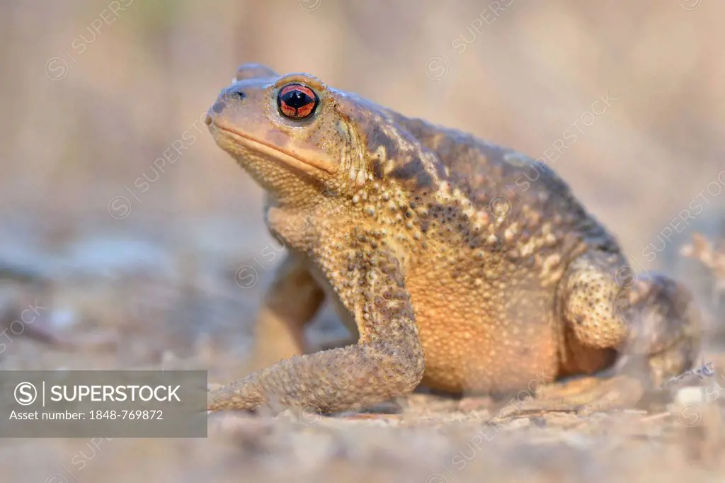 Common Toad (Bufo bufo spinosus), female, occurrence in Southern Europe