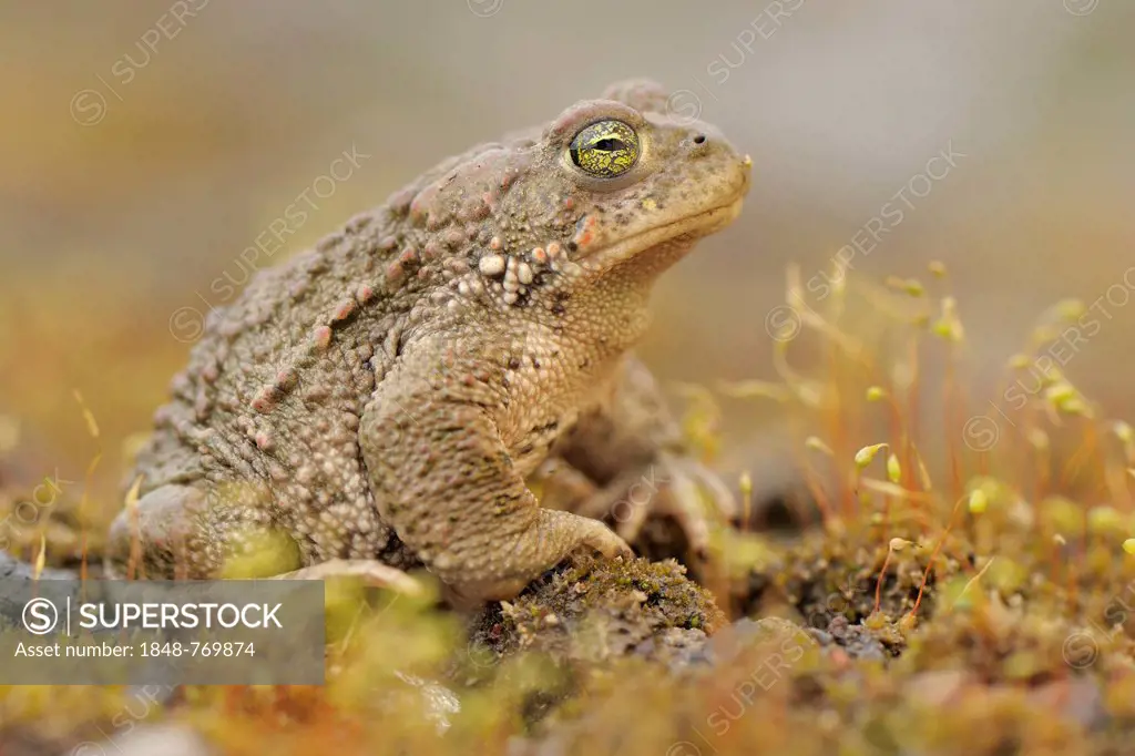 Natterjack toad (Bufo calamita) in habitat in side view
