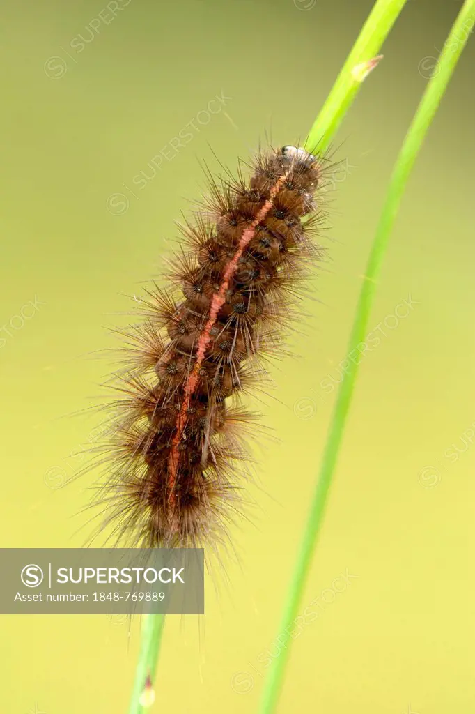 White Ermine (Spilosoma lubricipeda), moth caterpillar on a blade of grass