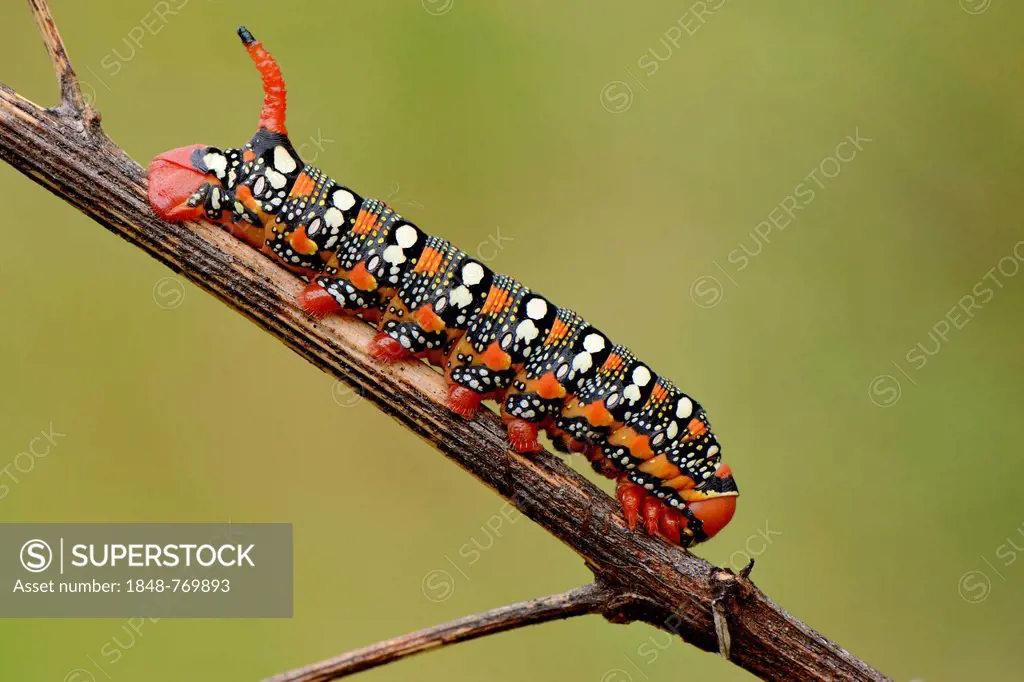 Spurge Hawk-moth (Hyles euphorbiae), caterpillar climbing on a stalk