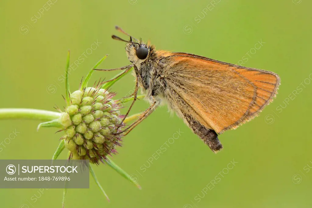 Essex Skipper or European Skipper (Thymelicus lineola), perched on the seed head of a Pincushion Flower (Scabiosa columbaria)