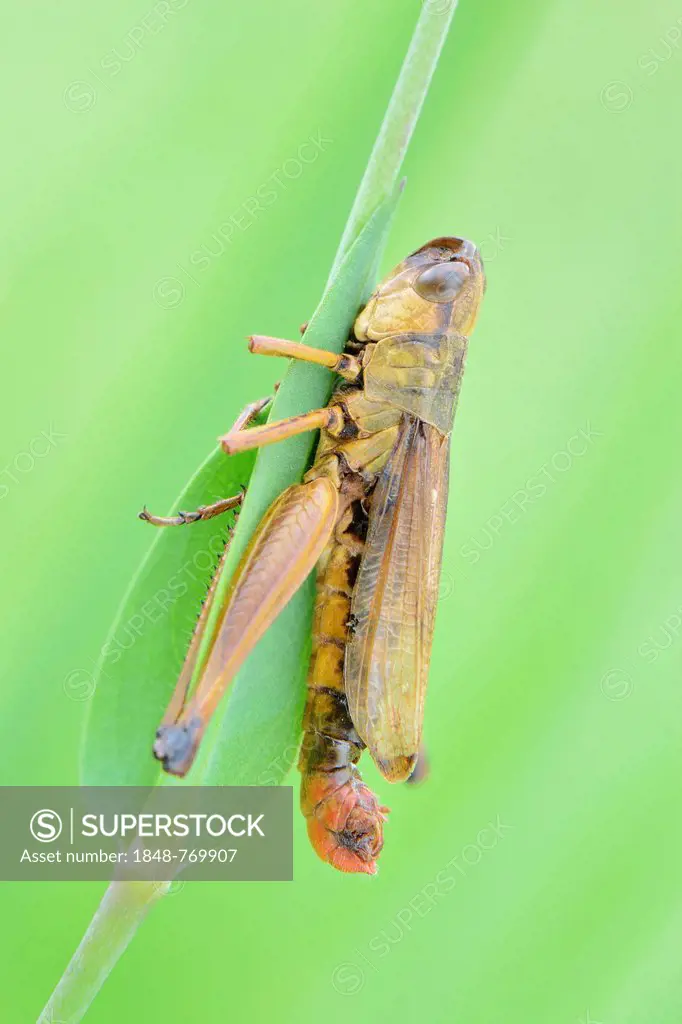 Meadow Grasshopper (Chorthippus parallelus), dead male