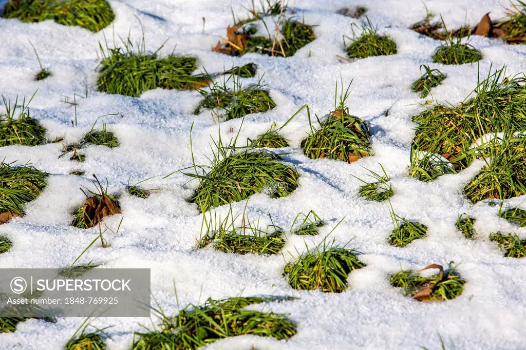 Thaw, melting snow on a meadow