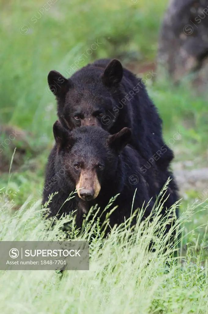 Black Bear (Ursus americanus), pair mating, Yellowstone National Park, Wyoming, USA