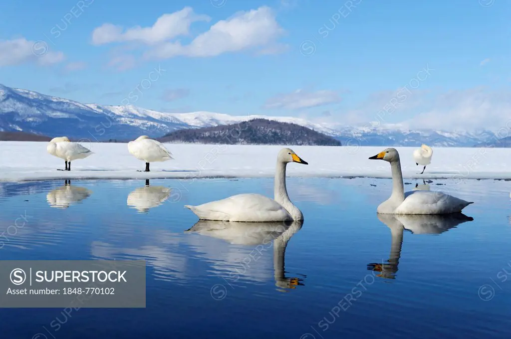 Whooper swans (Cygnus cygnus), reflected in the water