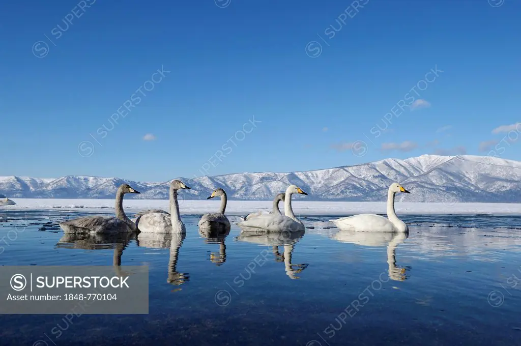 Whooper swans (Cygnus cygnus) with cygnets, reflected in the water