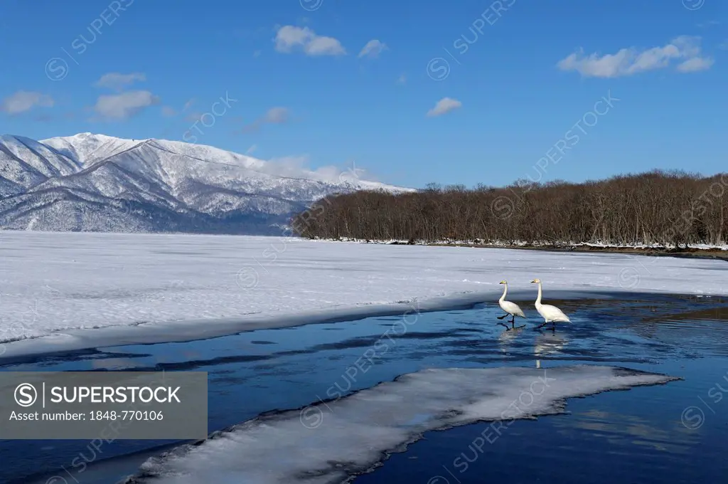 Whooper swans (Cygnus cygnus), standing at the edge of a frozen lake