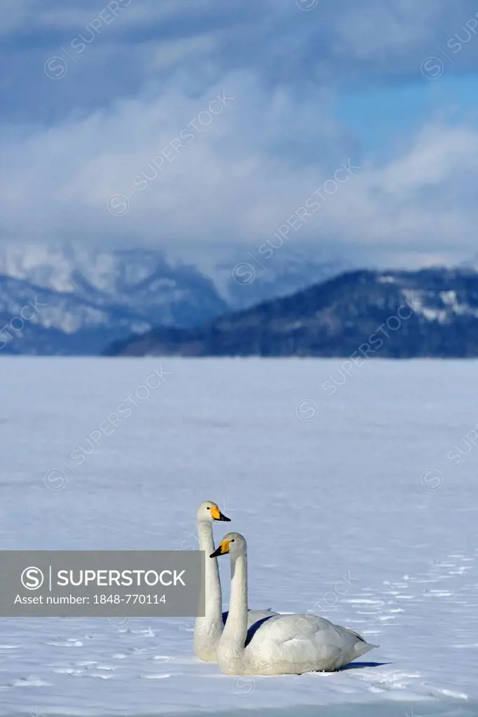 A pair of whooper swans (Cygnus cygnus), perched on a frozen lake