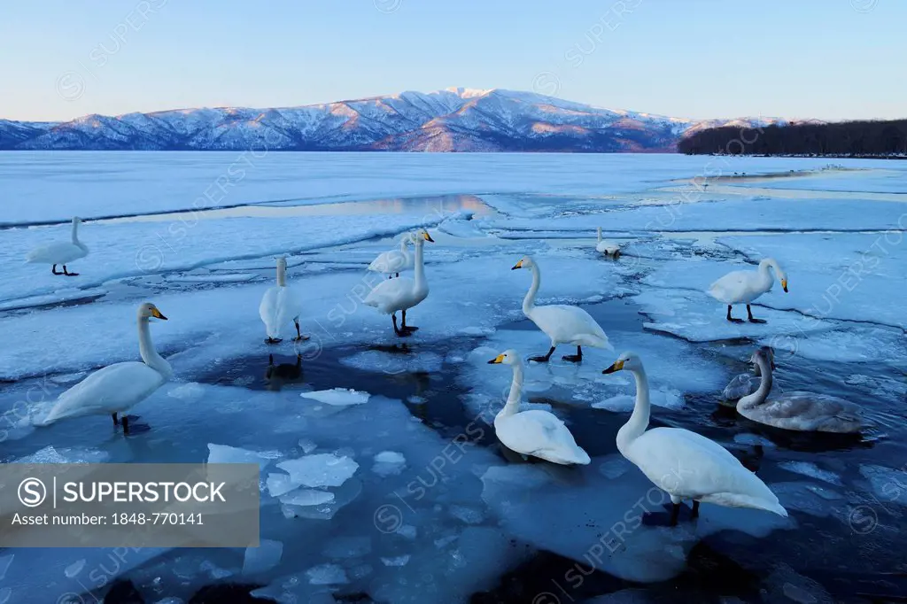 Whooper swans (Cygnus cygnus), standing on ice floes
