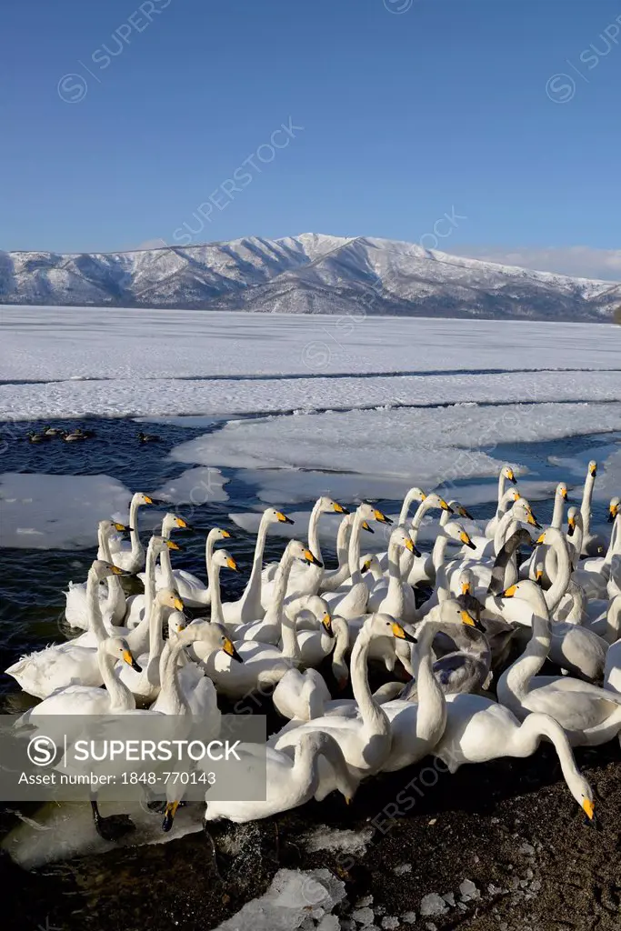 A flock of whooper swans (Cygnus cygnus) protecting each other from a cold wind
