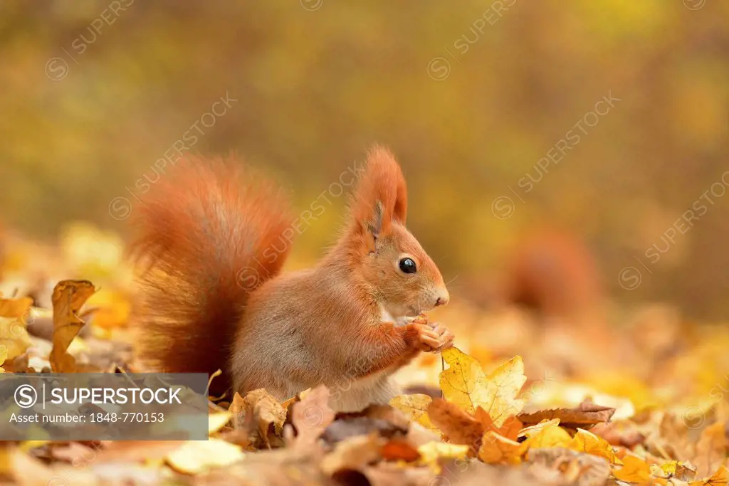 Red Squirrel (Sciurus vulgaris) in an urban park in autumn