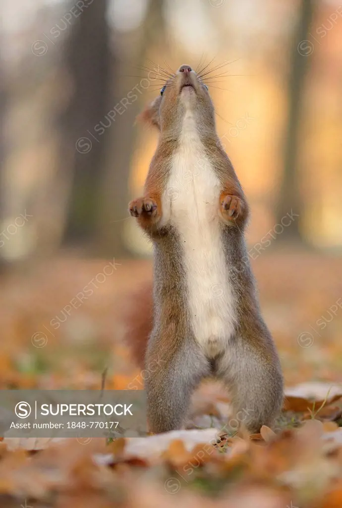 Red Squirrel (Sciurus vulgaris), standing on its hind legs, looking upwards, in an urban park in autumn