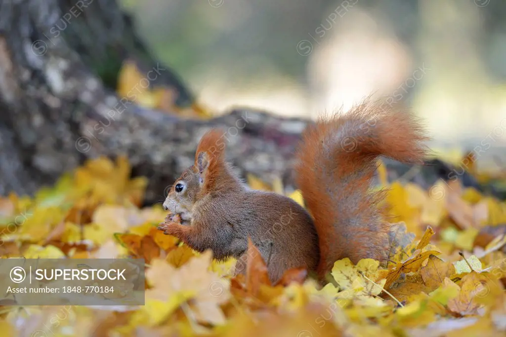 Red Squirrel (Sciurus vulgaris) in an urban park in autumn