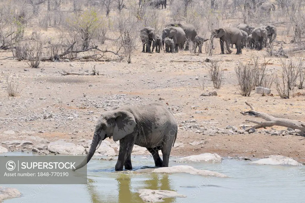 African Elephant (Loxodonta africana) at the Moringa waterhole, a herd of elephants at back