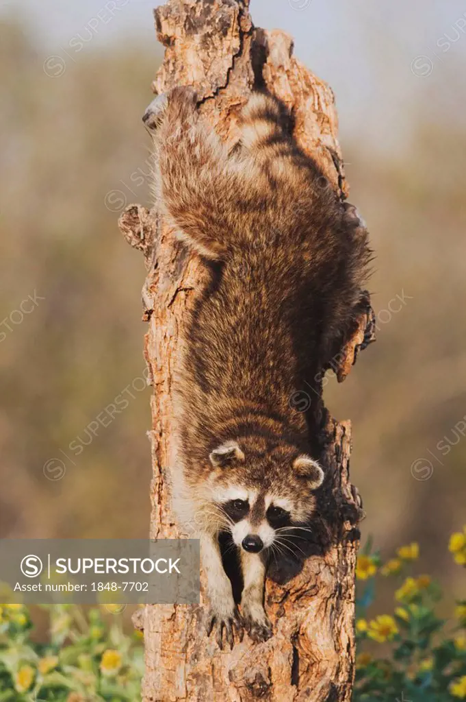 Northern Raccoon (Procyon lotor), adult in tree, Sinton, Corpus Christi, Coastal Bend, Texas, USA