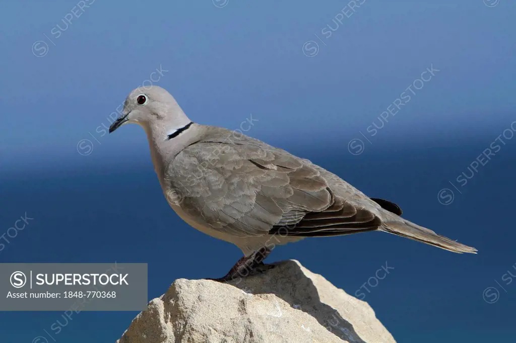 Collared Dove (Streptopelia decaocto) perched on a rock