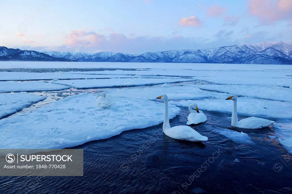 Whooper swans (Cygnus cygnus) swimming in an ice-free part of a lake