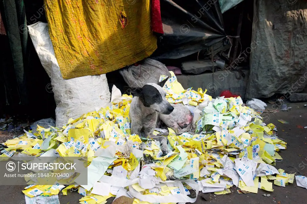 Dog lying on a pile of old lottery tickets