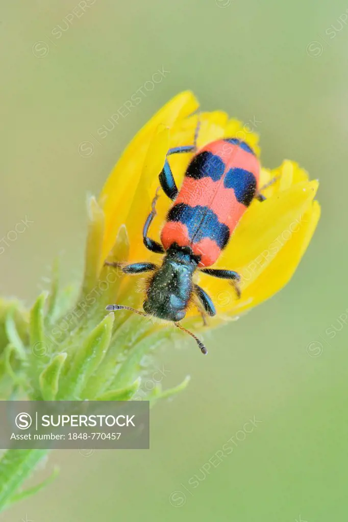 Bee Beetle (Trichodes apiarius), perched on a yellow flower