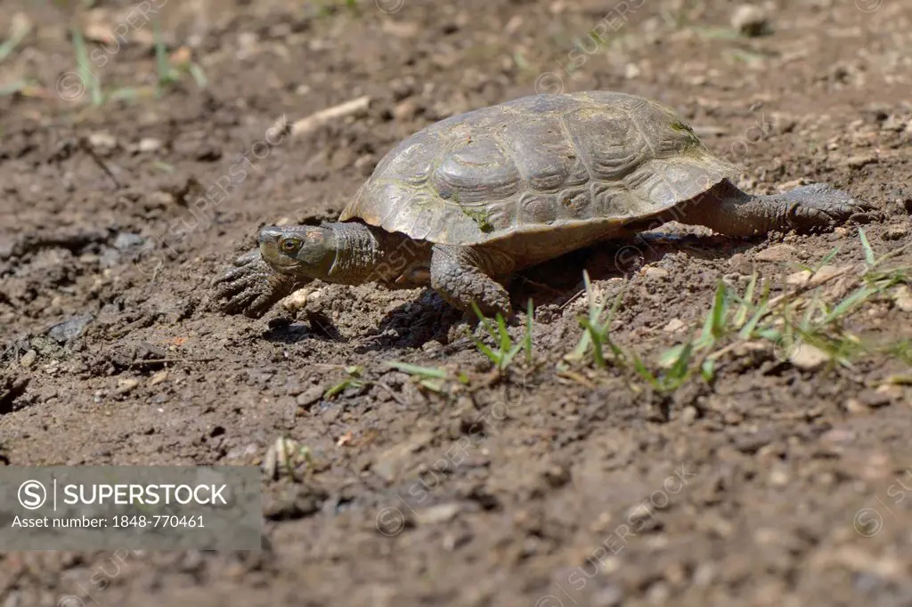 Spanish pond turtle (Mauremys leprosa), adult