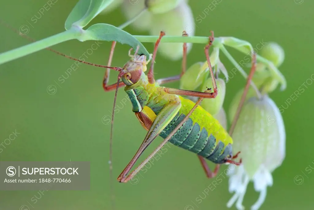 Southern Saw-tailed Bush-cricket, (Barbitistes obtusus), on the flower of a Bladder Campion (Silene vulgaris)