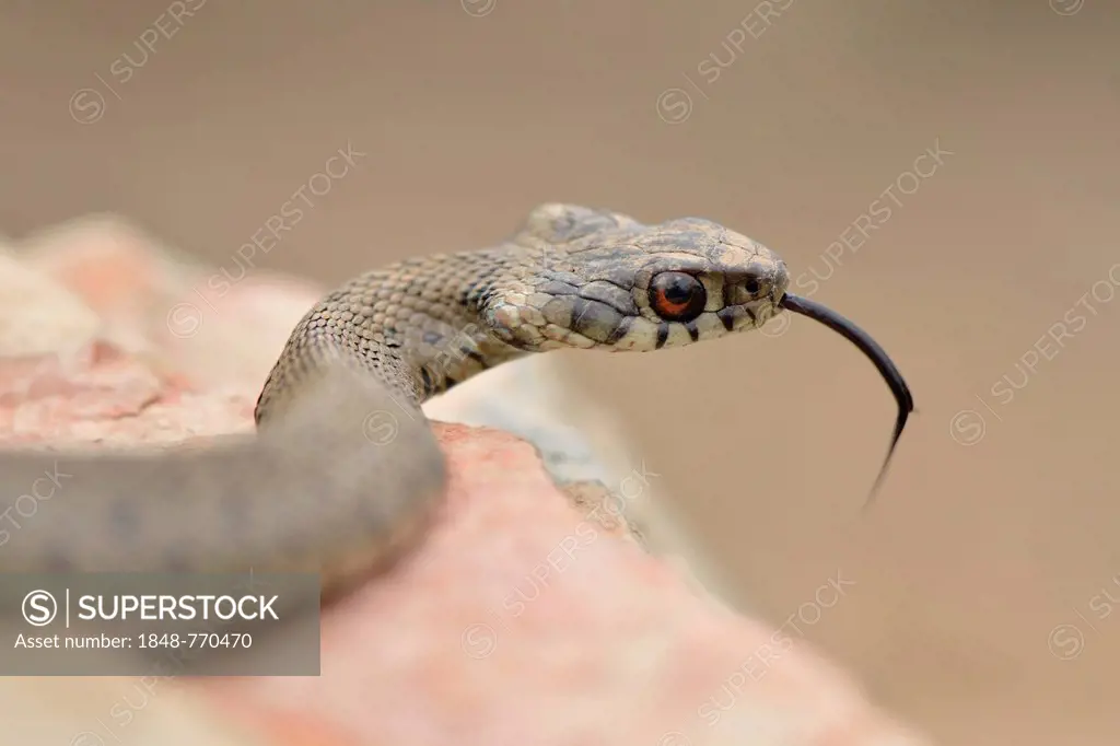 Ringed Snake (Natrix natrix astreptophora), threatening, sticking out its tongue, on rock
