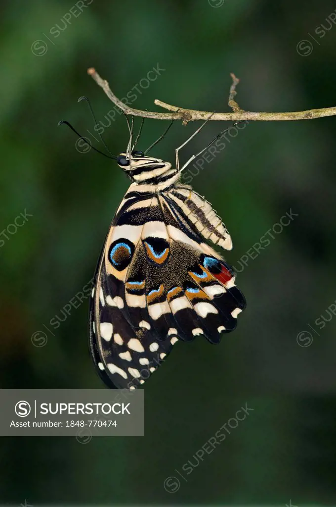Citrus Swallowtail (Papilio demodocus), tropical butterfly