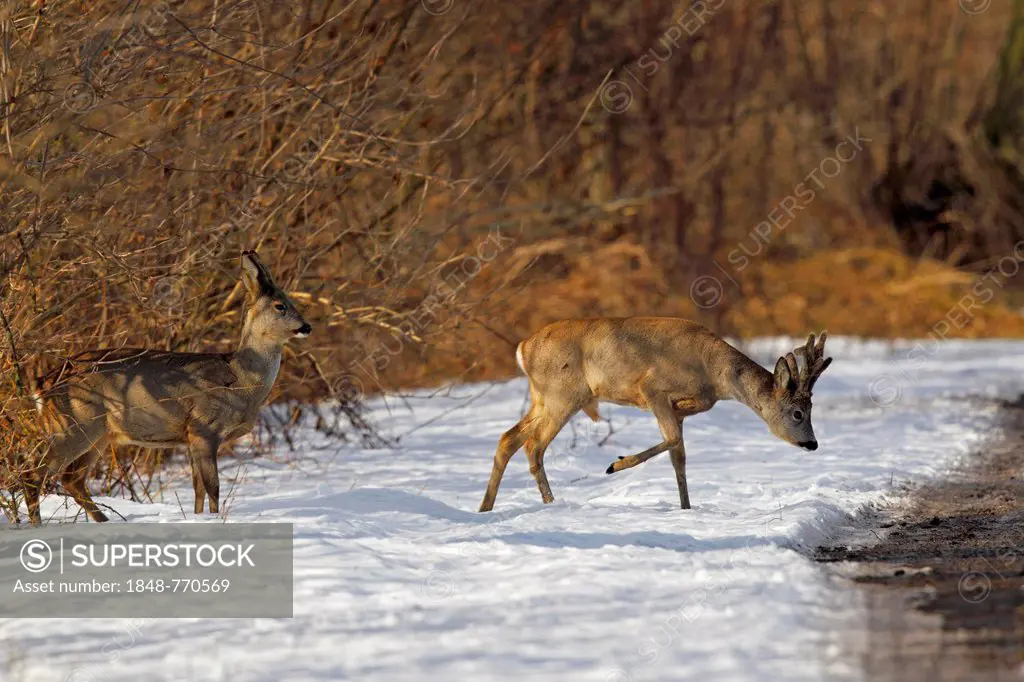 Roe Deer (Capreolus capreolus), buck in velvet and a doe crossing a country road in the snow