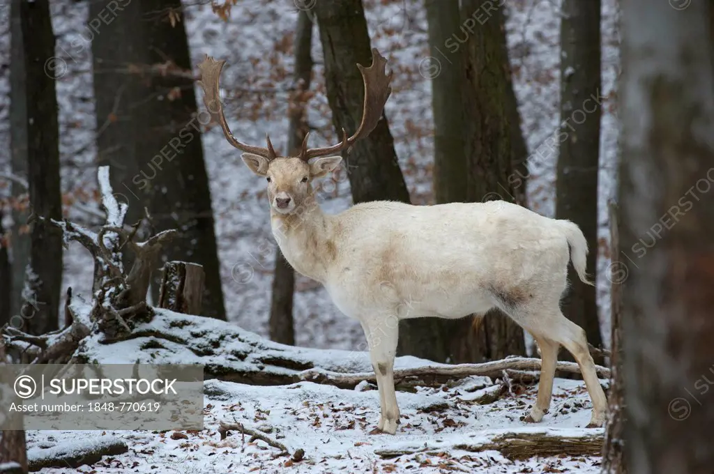White Fallow Deer (Dama dama) in winter