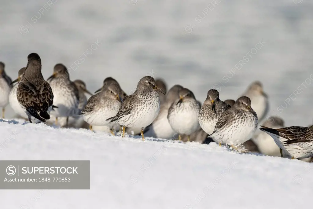 A flock of Rock sandpipers (Calidris ptilocnemis)
