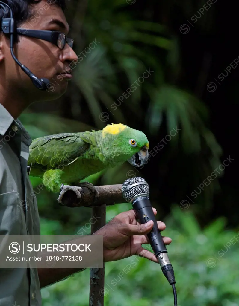 Amigo, a Yellow-naped Amazon Parrot and the star of the Birds N Buddies Show, can sing in three different languages, at Jurong Bird Park in Singapore,...