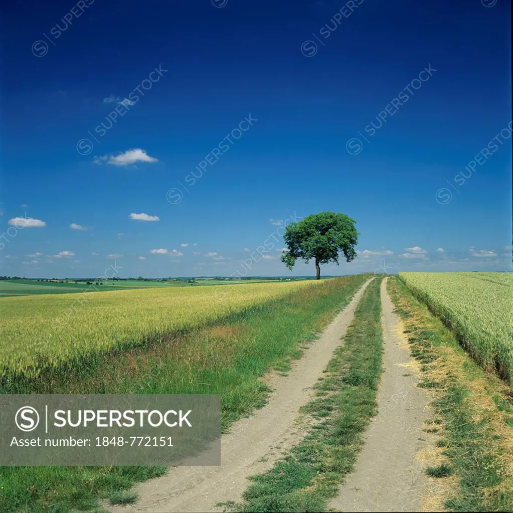 Track through fields, Limagne plain, Puy de Dome, Auvergne, France, Europe