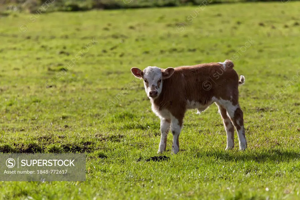 Domestic Cattle (Bos primigenius taurus), calf standing on a pasture