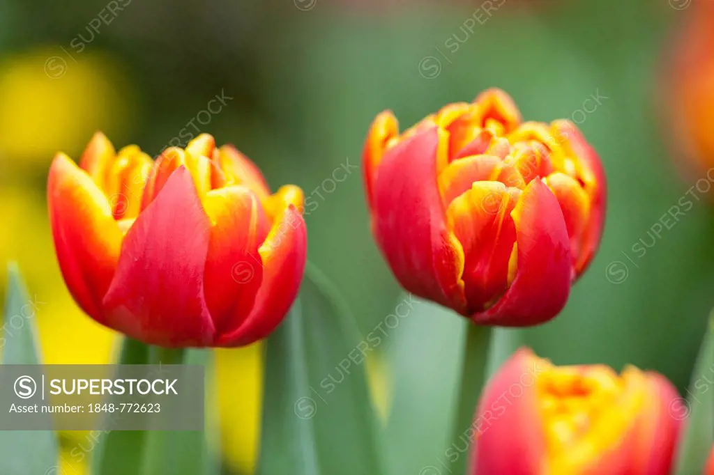 Red and yellow Tulips (Tulipa)