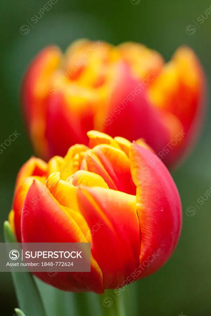 Red and yellow Tulips (Tulipa)