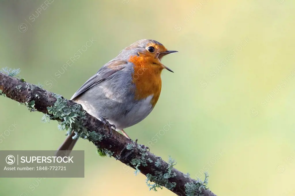 European Robin (Erithacus rubecula), singing on perch