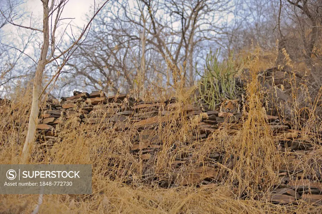 Wild Tiger (Panthera tigris) peeping over an old stone wall