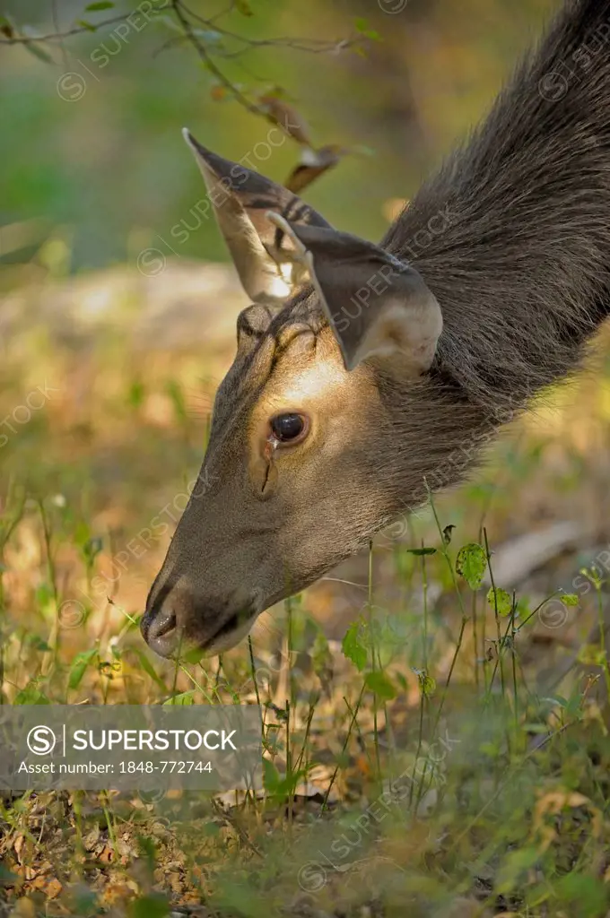 Sambar deer (Rusa unicolor), female, foraging in dry grassland