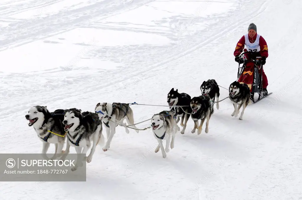 Sled musher with a dog team and sled, Siberian Huskies, 6th International Dog Sled Race 26th-27th January 2013