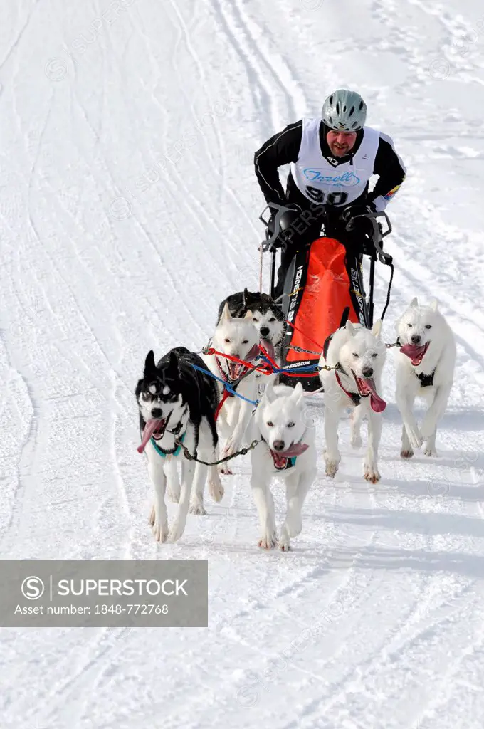 Sled musher with a dog team and sled, Siberian Huskies, 6th International Dog Sled Race 26th-27th January 2013