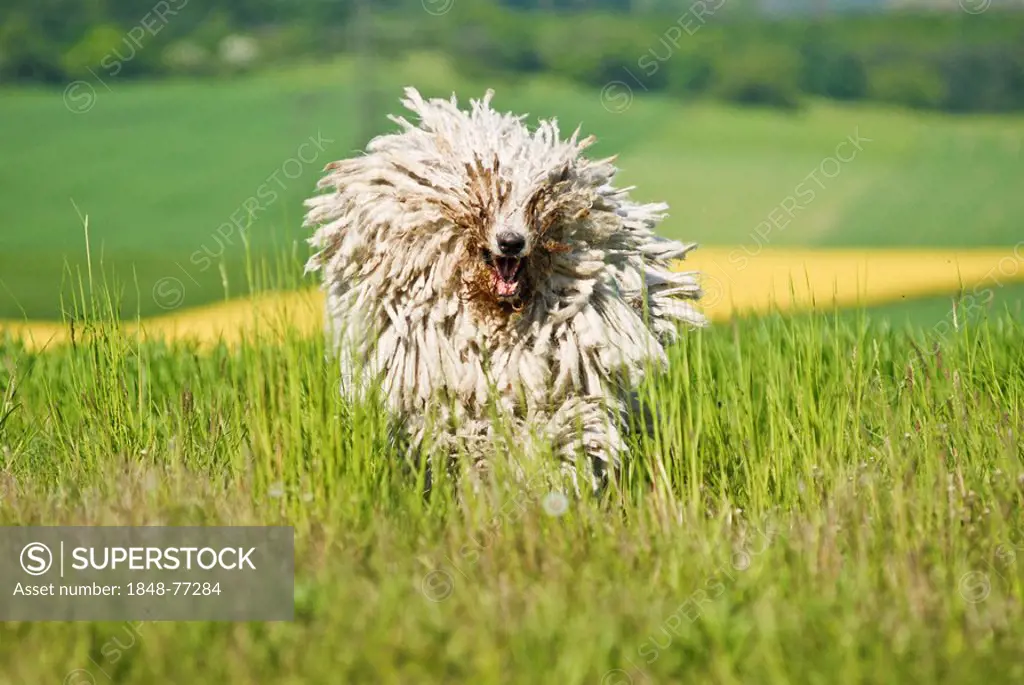 Komondor, Hungarian livestock guardian dog, running over meadow