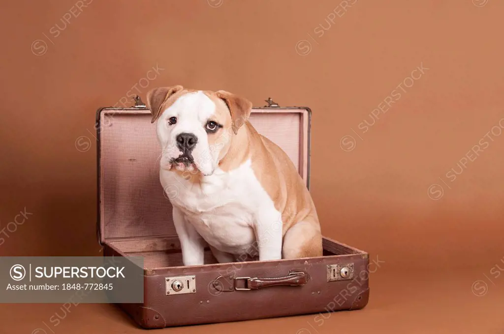 English Bulldog sitting in a suitcase
