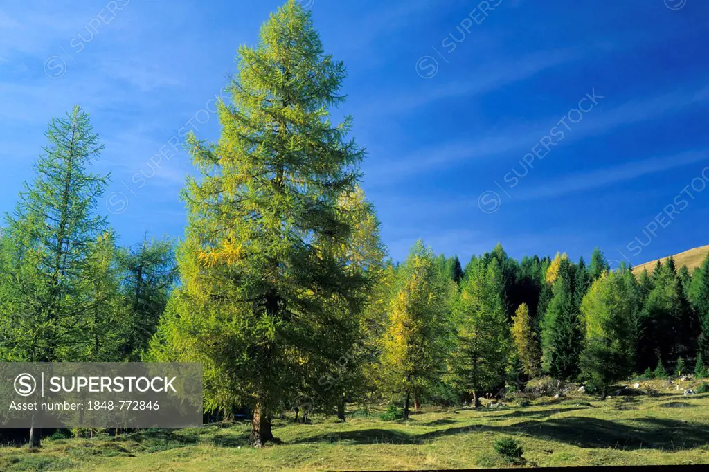 Forest of European larch trees (Larix decidua)